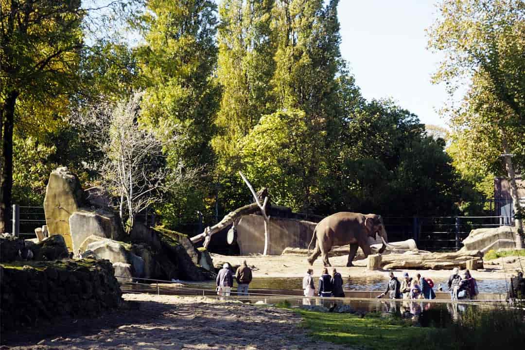 artis elephant