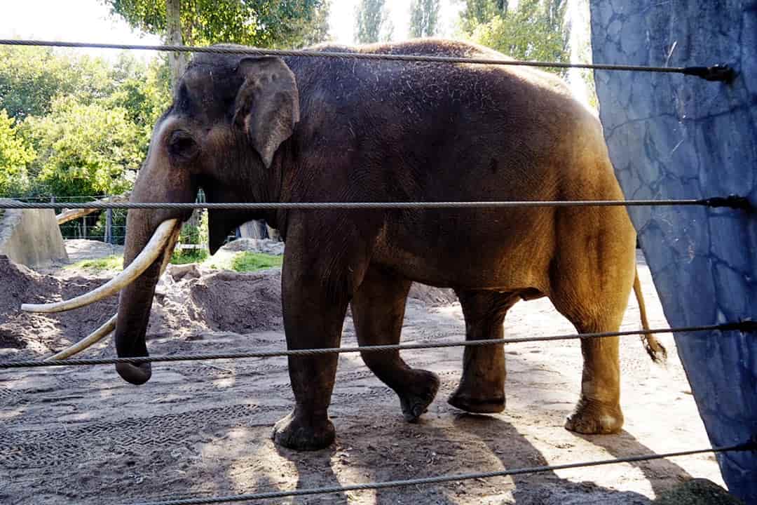 artis elephant