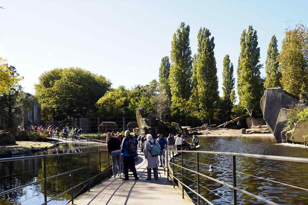 artis zoo elephant walkway