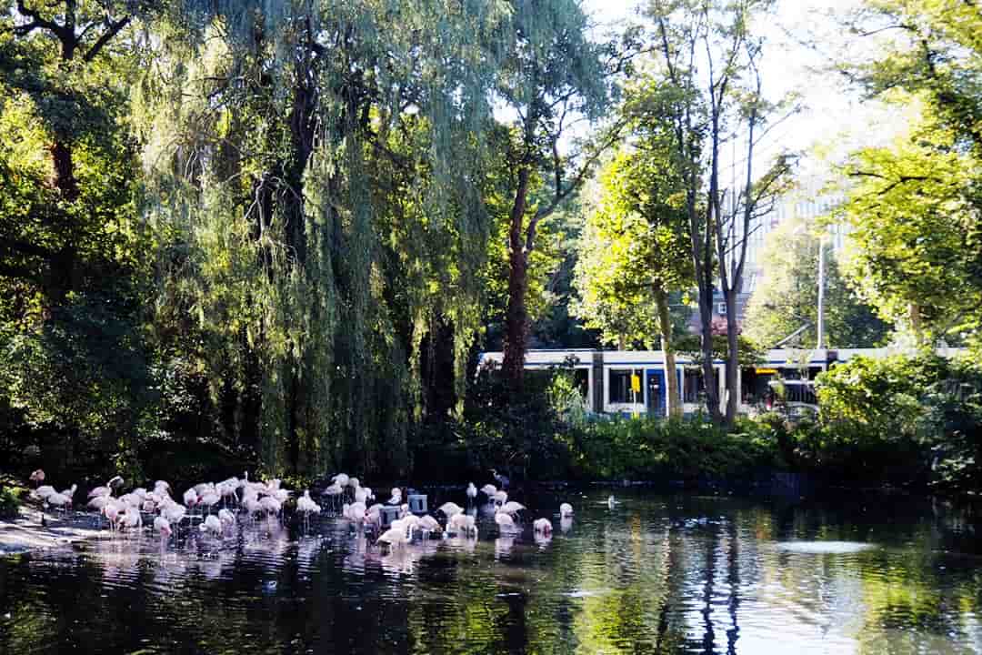 artis flamingos