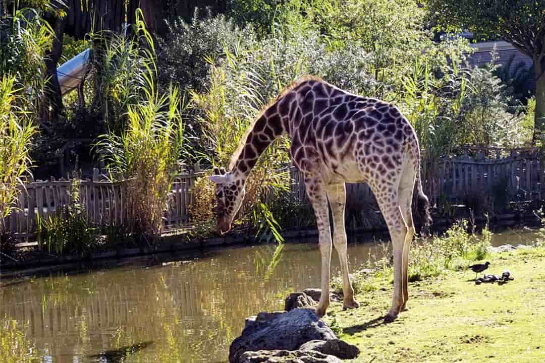 artis zoo giraffe