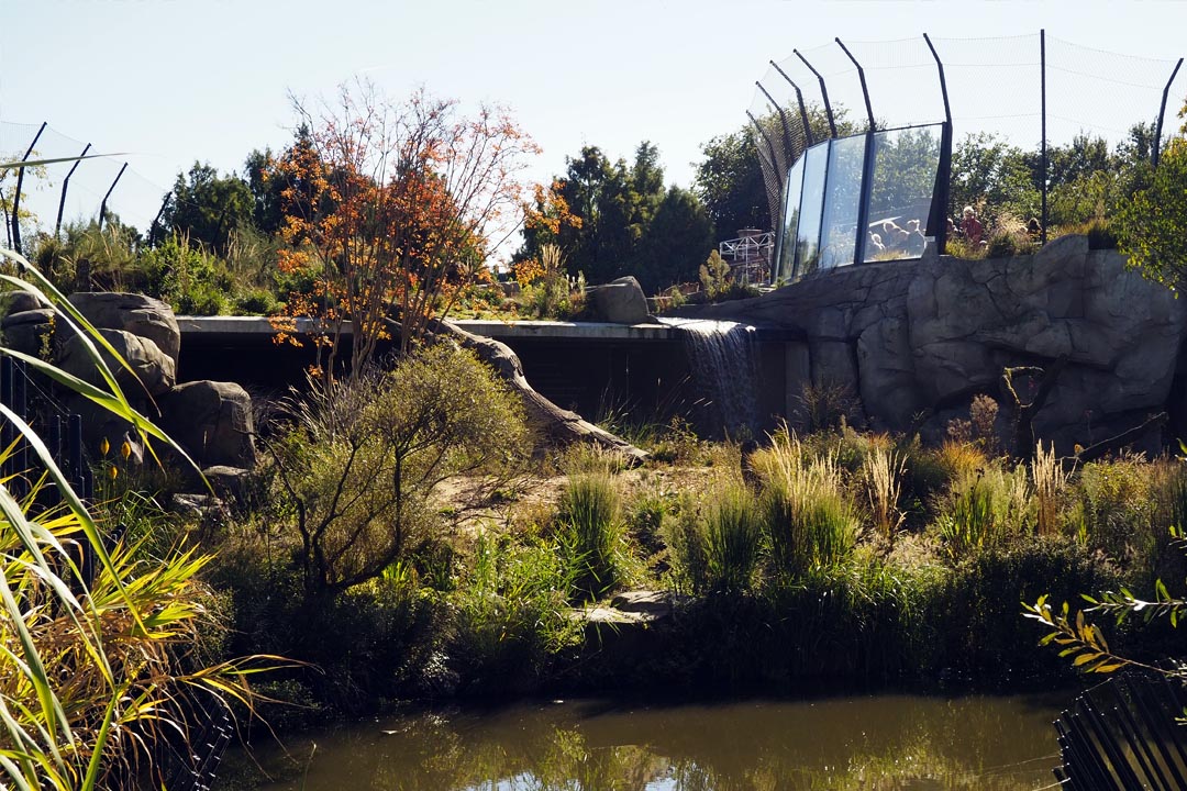 view across lions enclosure