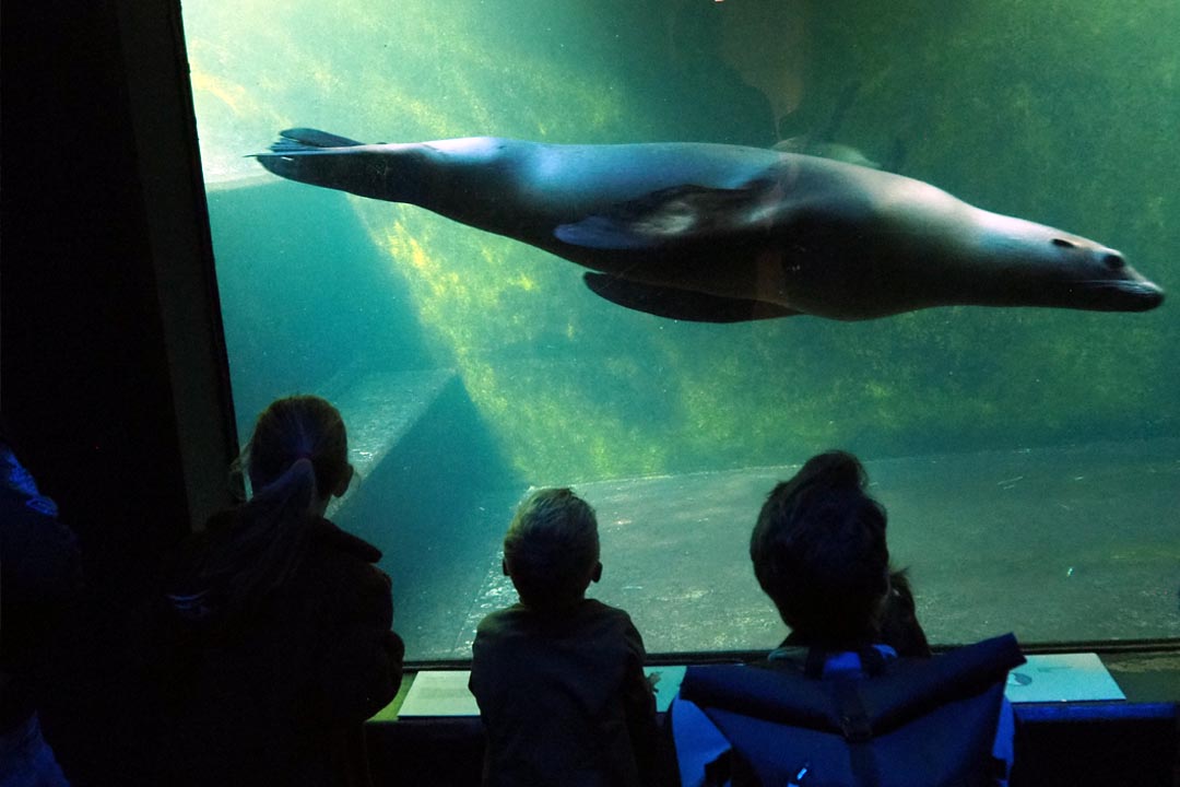 artis zoo seal