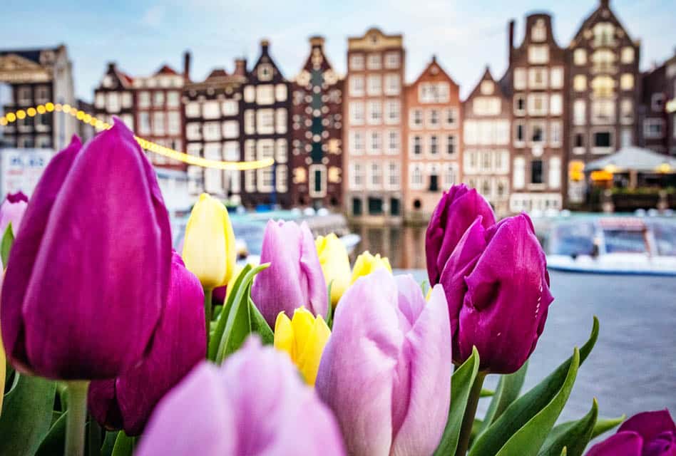 Tulips in Amsterdam. Guide to seeing the iconic fields and more