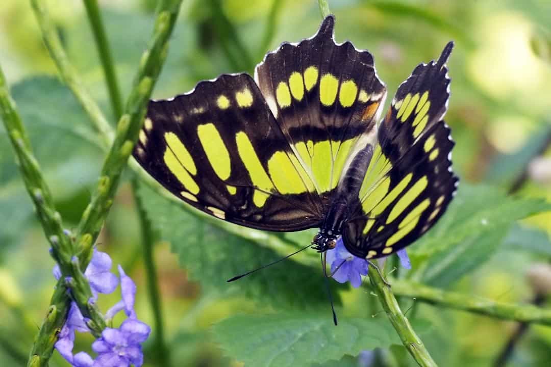 artis zoo amsterdam butterfly