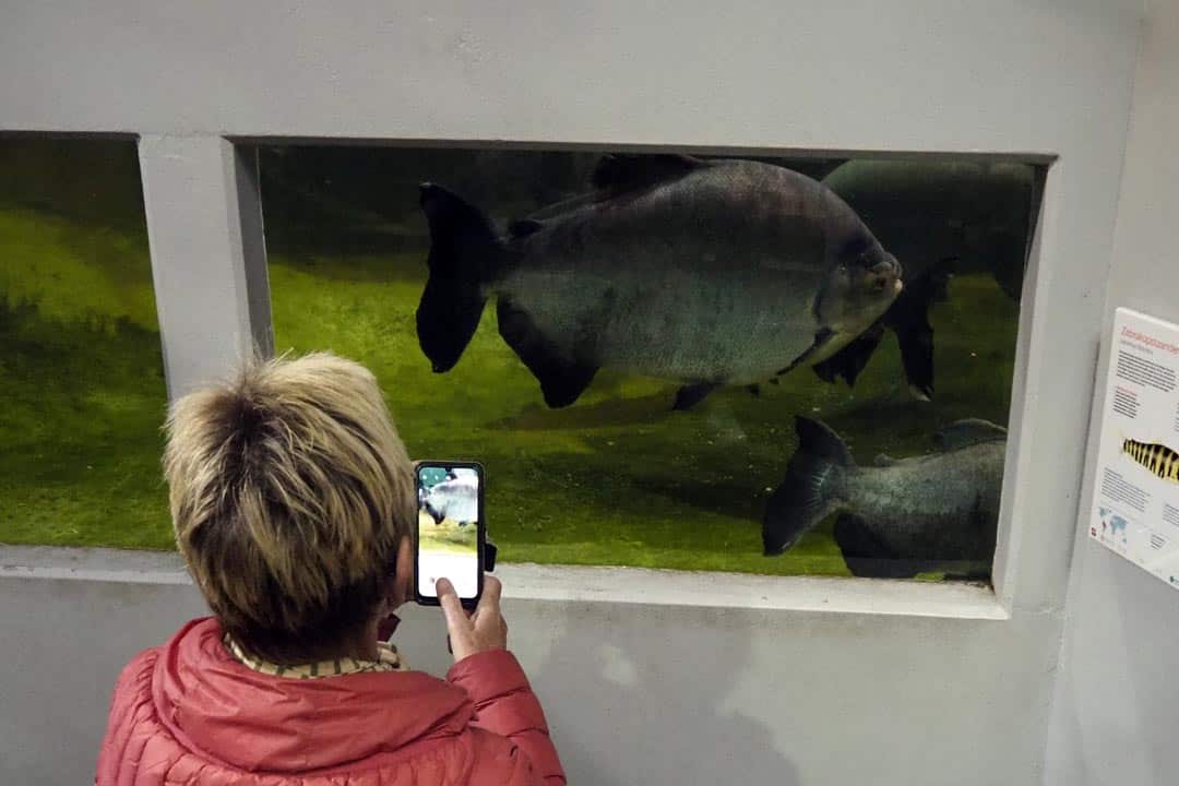 artis zoo amsterdam fish