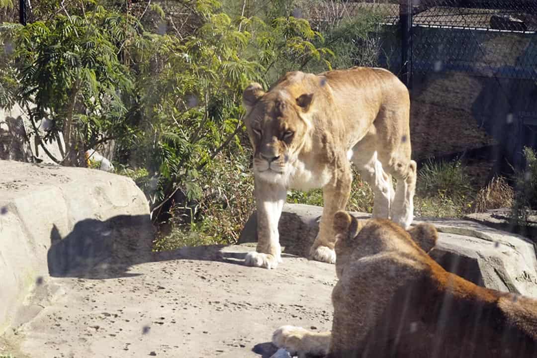 artis zoo amsterdam lion