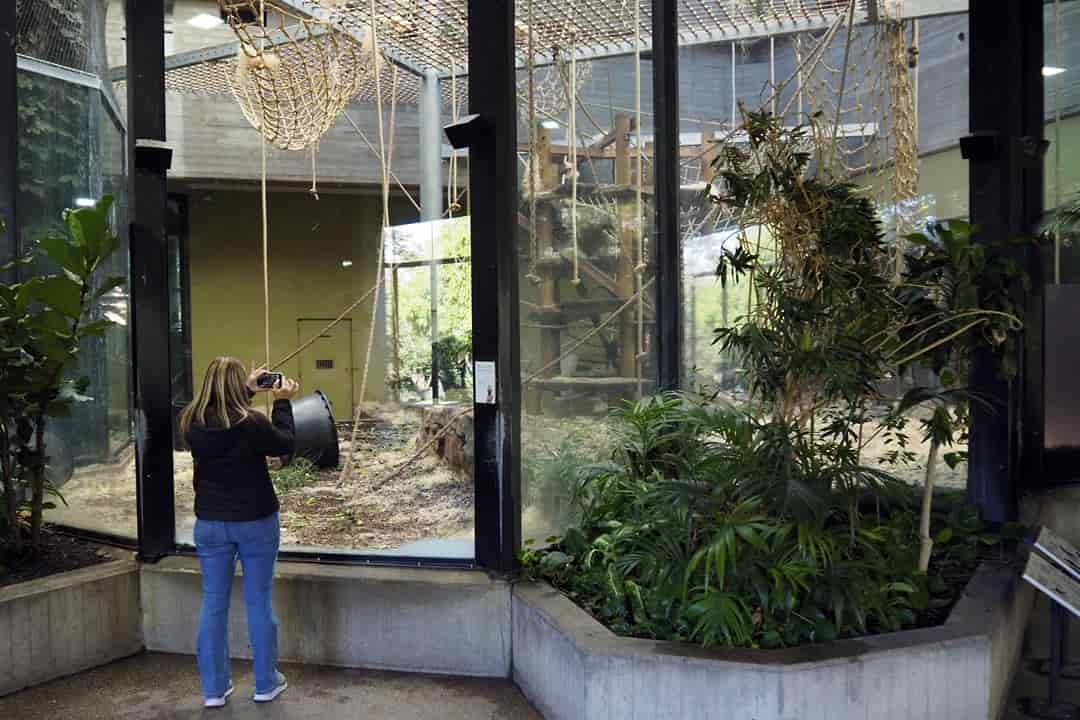 artis zoo amsterdam gorilla house