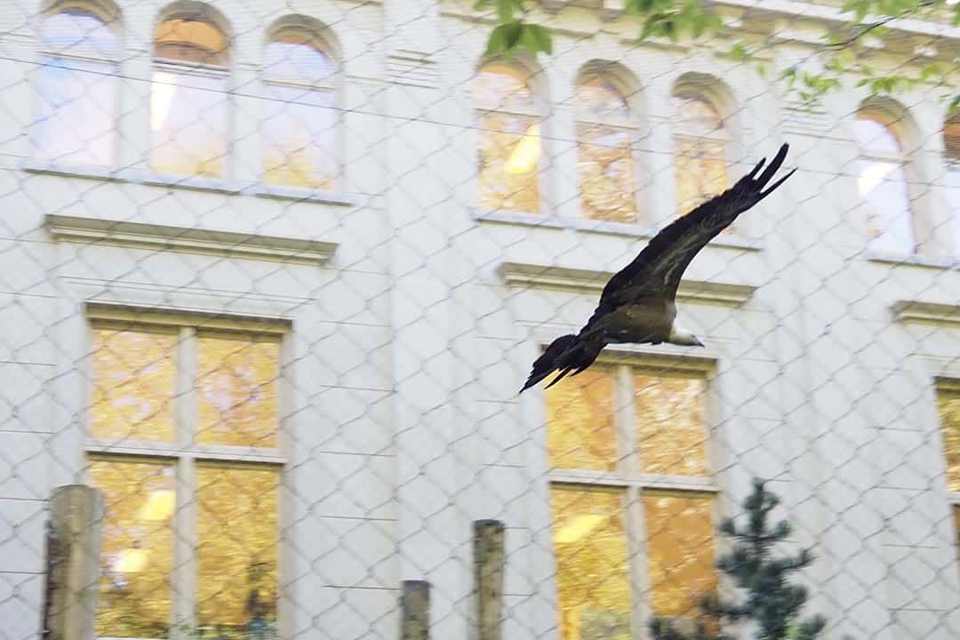 artis zoo amsterdam flying vulture